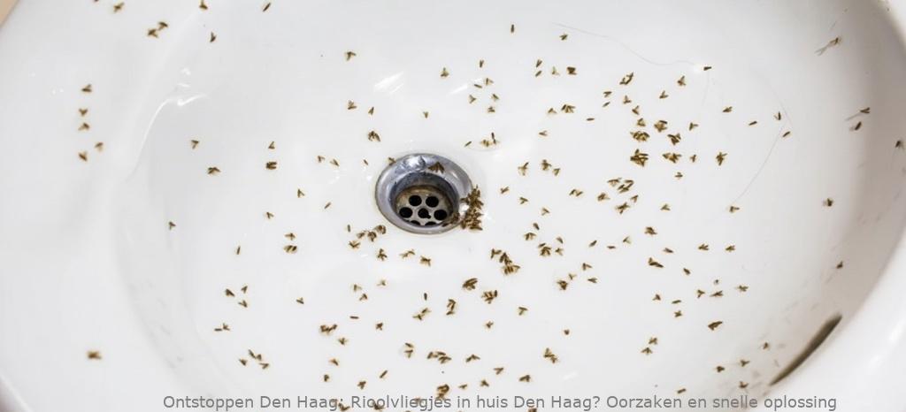 Rioolvliegjes in huis Den Haag? Oorzaken en snelle oplossing